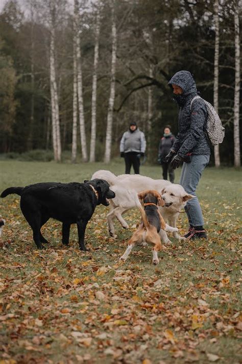 People with Dogs in a Park in Fall · Free Stock Photo