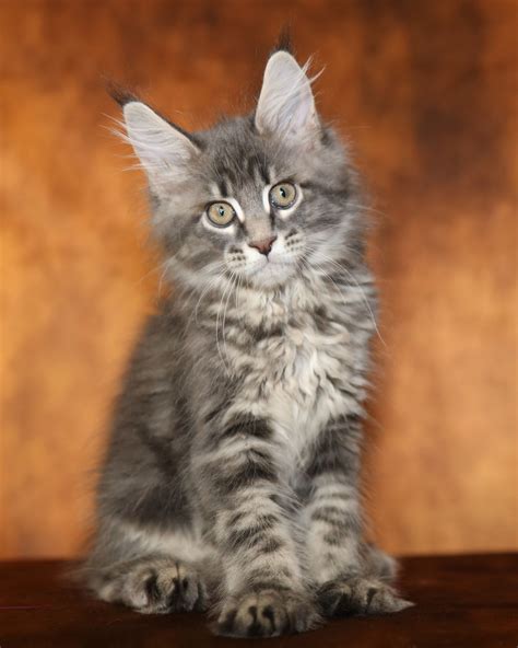 Buy A Maine Coon Kitten Apply For Adoption Maine Coon Kittens For