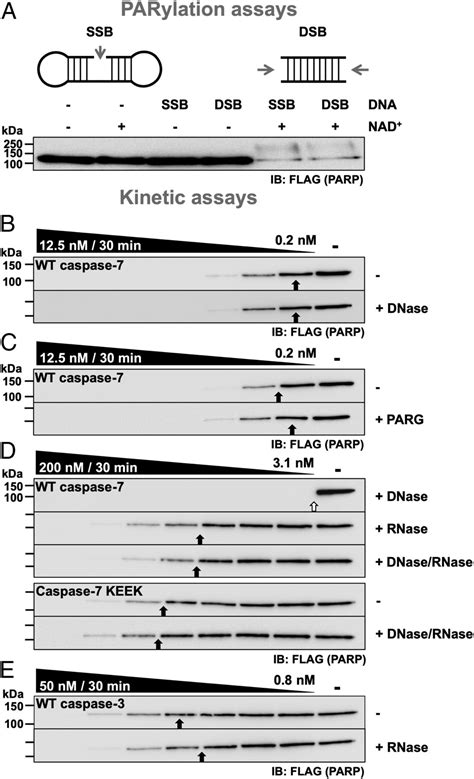 Caspase 7 Uses RNA To Enhance Proteolysis Of Poly ADP Ribose