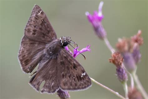 Horace S Duskywing From Jackson County MS USA On August 20 2023 At