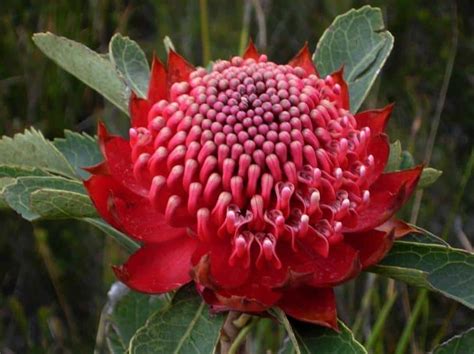 Waratah - Flowers for Healing