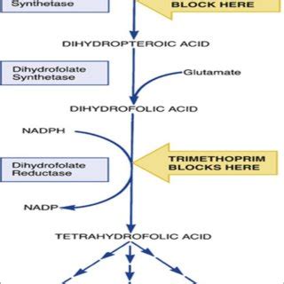 Mechanism of action of sulphonamides. | Download Scientific Diagram