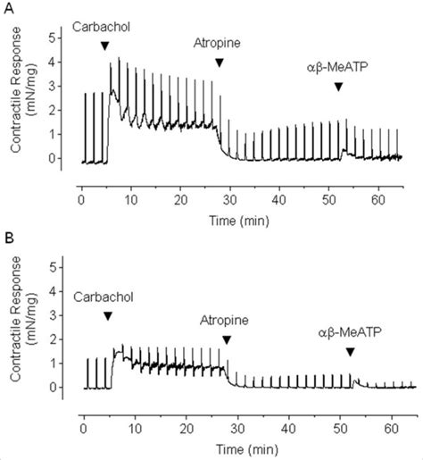 Representative Tracing Of Contractile Response Of Intact A And