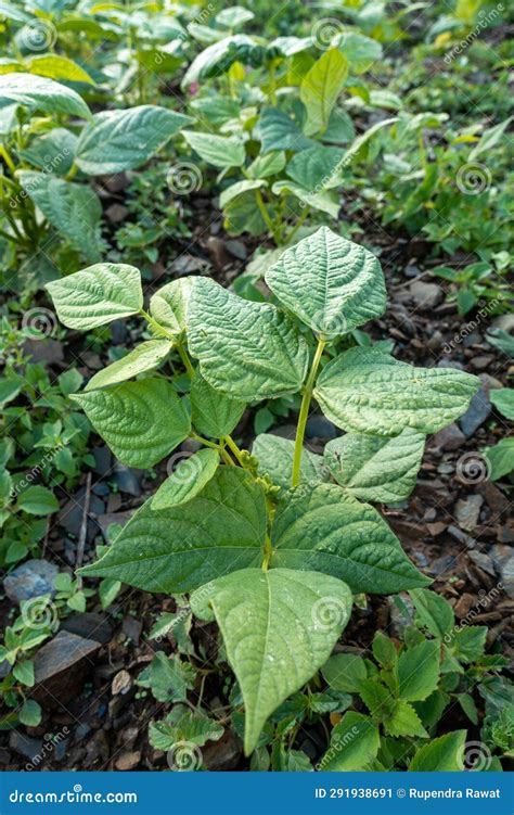 Cultivation Of Kidney Beans The Common Bean Phaseolus Vulgaris