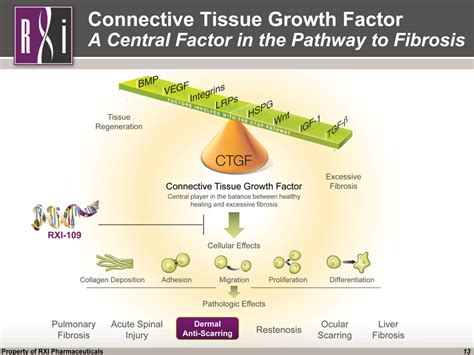 Connective Tissue Growth Factor