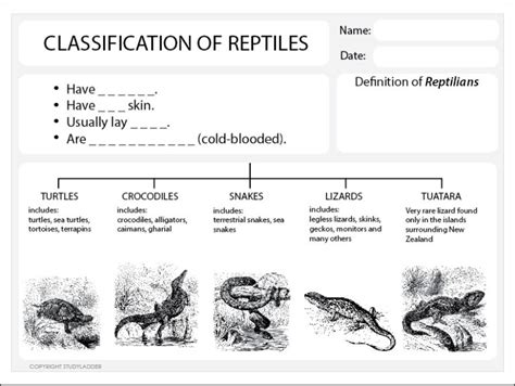 Free Printable Reptile Worksheets-159 | Lyana Worksheets