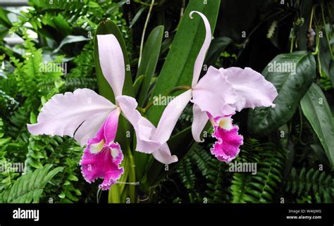 Cattleya Labiata Orchid Flowers In A Botanical Garden In Poland Stock