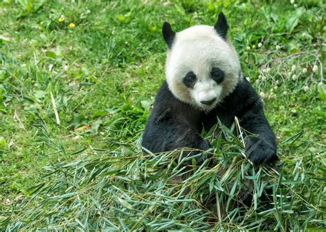 Panda gigante comiendo bambú | Foto Premium