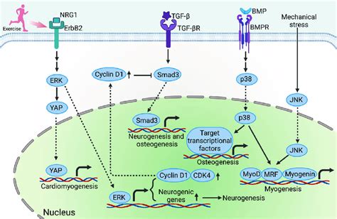 Mapk Signaling Pathway The Mapks Signaling Can Be Activated By