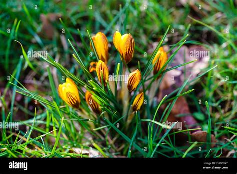 blooming crocus plants with funnel-shaped flowers leaves Stock Photo ...