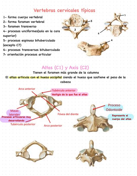 SOLUTION Osteoartrologi A Cervical Y Mitologi A De Cabeza Y Cuello