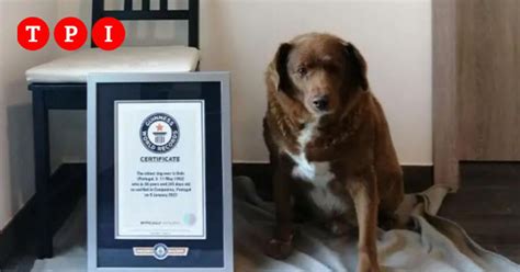 Bobi è il cane più vecchio del mondo ha 30 anni e gode di ottima salute