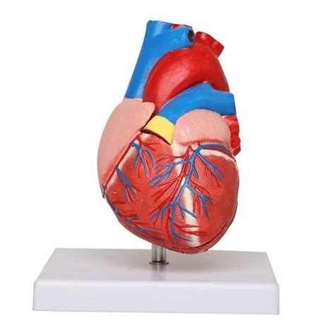 FREE! 3D Model: Human Body Human Heart (Teacher-Made), 56% OFF