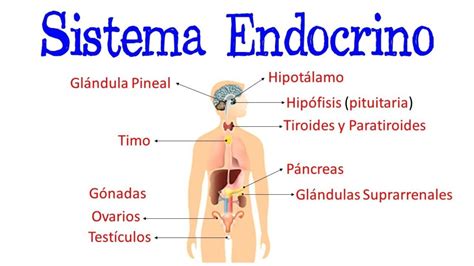 Estructuras Y Funciones Del Sistema Nervioso Y Endocrino Mind Map The