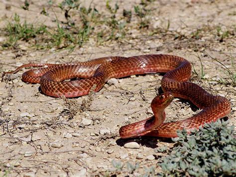 Colorado Snakes Pictures And Identification Help