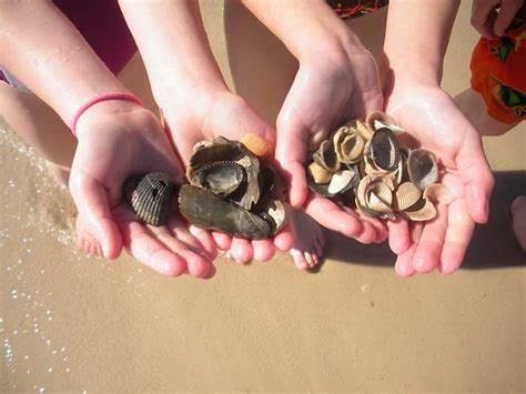 Alabama Seashells By The Seashore Big Rock Travel Boutique Travel