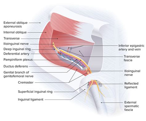 Surgical Anatomy Of The Inguinal Canal Of Inguinal Hernia | Sexiz Pix