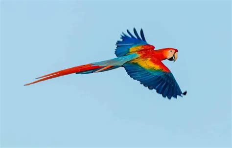 What is the Best Parrot Breed? - Wild Bird World