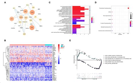 Functional Enrichment And Enrichment Pathway Analysis Of