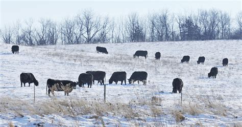 Crystalyx - Rumen forage fiber digestion: The ruminant advantage