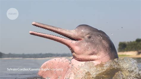 AI Helps Scientists To Eavesdrop On Endangered Pink Dolphins