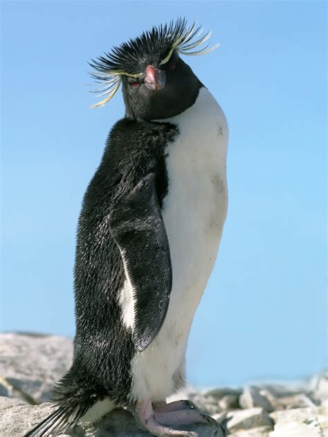 Rockhopper Penguin Habitat Map