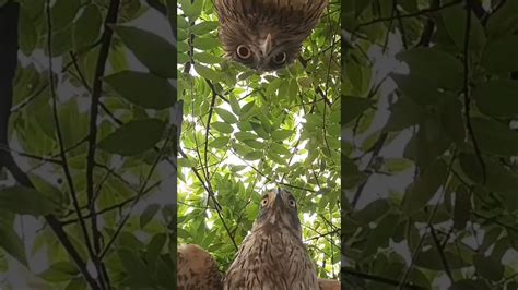 Hawk Vs Owl Showing Style On The Tree Youtube