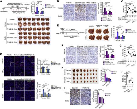 Ectosomal Pkm2 Promotes Hcc By Inducing Macrophage Differentiation And