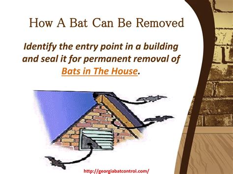 Ppt How To Catch A Bat In The House Powerpoint Presentation Free