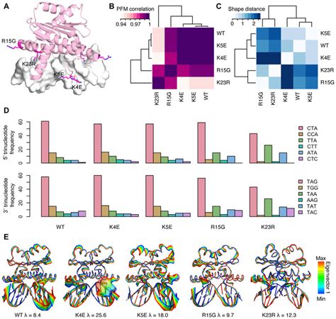 Dna Binding Preferences Of Mef B Protein Mutants A Single Point