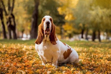 Basset Hound Pros Cons What To Know Before You Get One Hepper