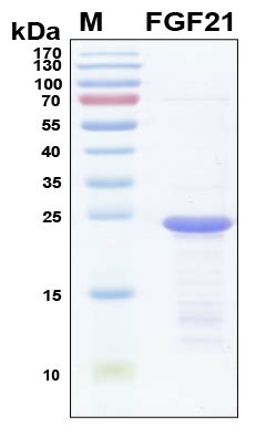 Recombinant Human Fgf Protein Raybiotech