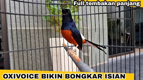 Stok Murai Batu Prospek Tembakan Full Oxibird Youtube