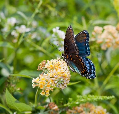 Red Spotted Purple Butterfly Facts | Anatomy, Range, Lifecycle ...