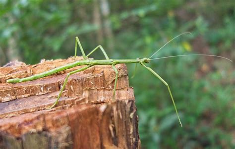 Six Surprising Facts About Walkingstick Insects Texas Standard