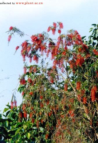 Callistemon Viminalis G Don