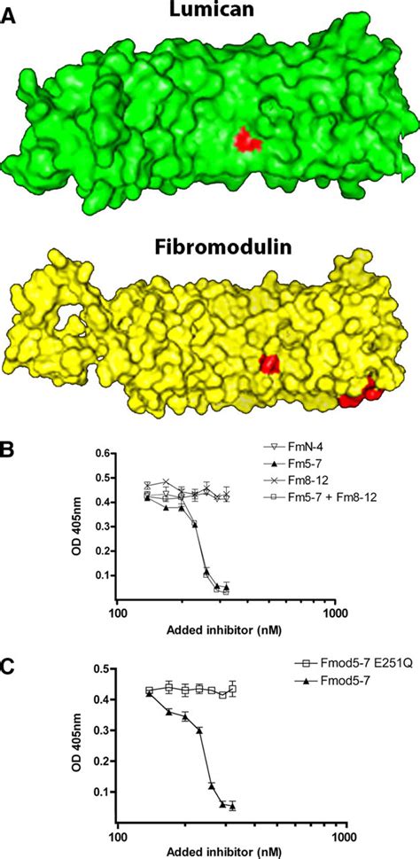 Homologous Sequence In Lumican And Fibromodulin Leucine Rich Repeat