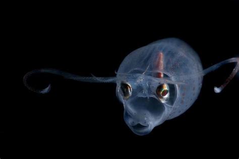 深海比你想像得要明亮，來看這些發光的深海生物 每日頭條