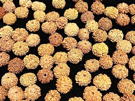 Natural Mukhi Nepali Rudraksha Piece Wholesale Price Astrology