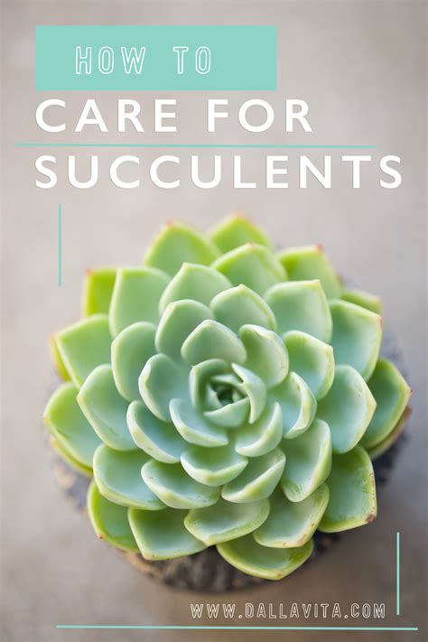 How To Care For Succulents Succulent Care Succulents Cacti And Succulents