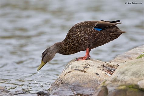 American Black Duck – Joe Fuhrman Photography