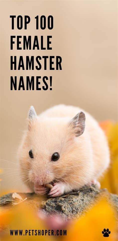 Hamster Names +350 BEST & CUTE Names Ideas - PetShoper | Hamster names ...