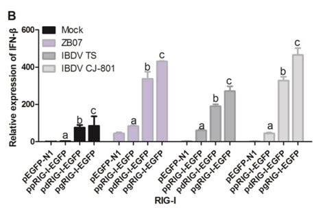 Viruses Free Full Text Pigeon Rig I Function In Innate Immunity