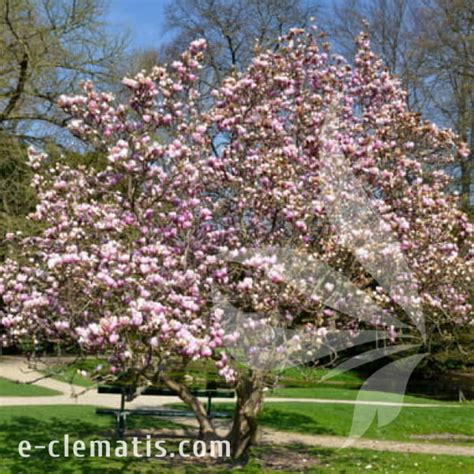 Magnolia George Henry Kern Magnolia E CLEMATIS