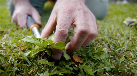 Weed Control With Earthcare Organic Weedkiller Nigel Ruck From The Garden Gurus Youtube