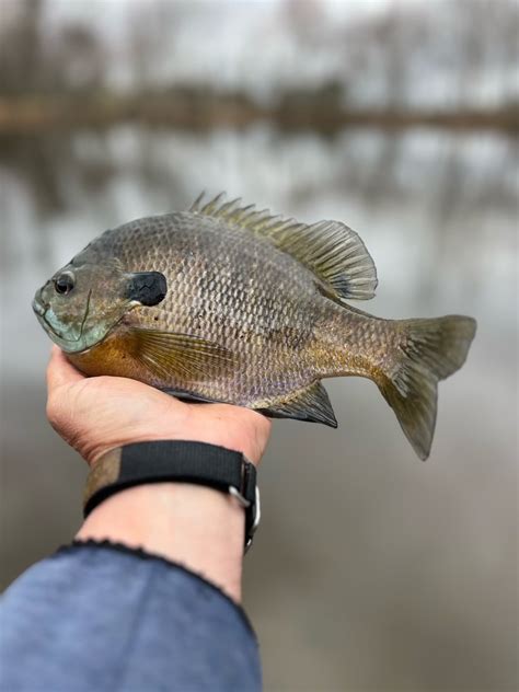 Bluegill Photo By Eric Packard Maryland Fisheries Service Dnr Flickr