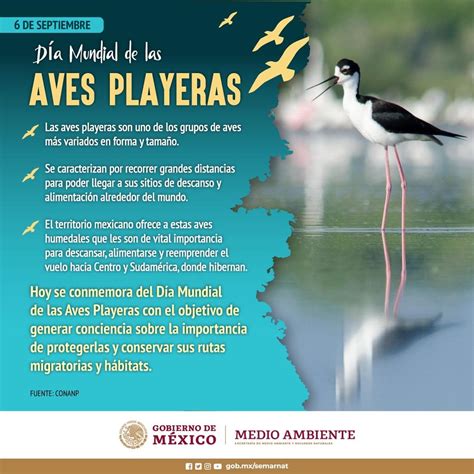 Semarnat M Xico On Twitter D Adelasavesplayeras Las Aves Playeras