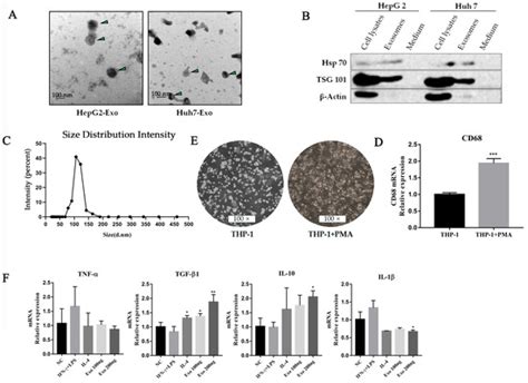 Ijms Free Full Text Hepatocellular Carcinoma Cell Derived Exosomal