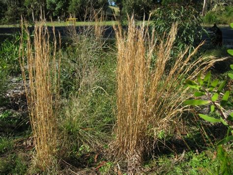 Andropogon virginicus | Mellow Marsh Farm