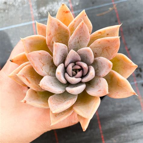 Echeveria Affinis Grey Form Silver Queen Let Love Grow Succulent